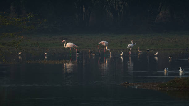 istock Flamingoes and other Shore Birds feeding at dawn 1367310176