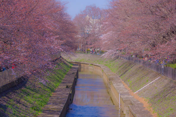 Sakura thirds bloom of Zempukuji parkland. Shooting Location: Tokyo metropolitan area