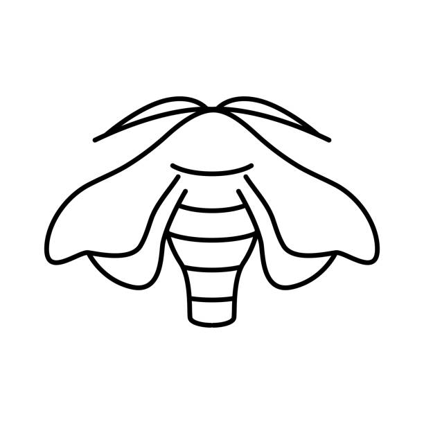 ilustrações, clipart, desenhos animados e ícones de bombyx mori, mariposa de bicho-da-seda, ícone borboleta traço editável - traça