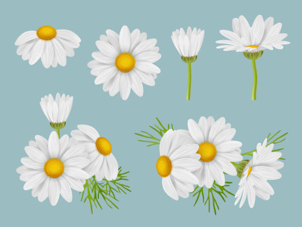 istock Chamomile flowers. Realistic botanical illustrations natural medical herbal flowers buds of camomile with leaves decent vector 3d pictures set 1367312806