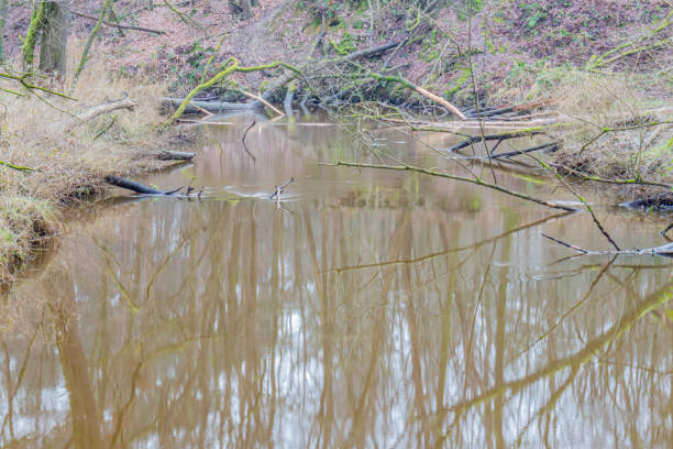 istock Bare trees reflected on the water surface in the Leubeek river, fallen tree trunks and branches on the shore and in the water 1367313224