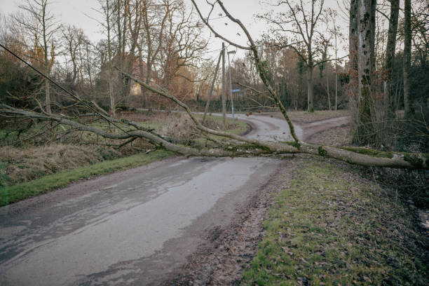 istock After the storm there is a fallen tree on the road 1367313494