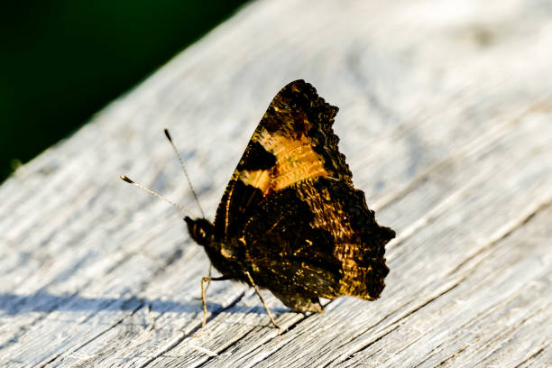 butterfly on leaf, beautiful photo digital picture