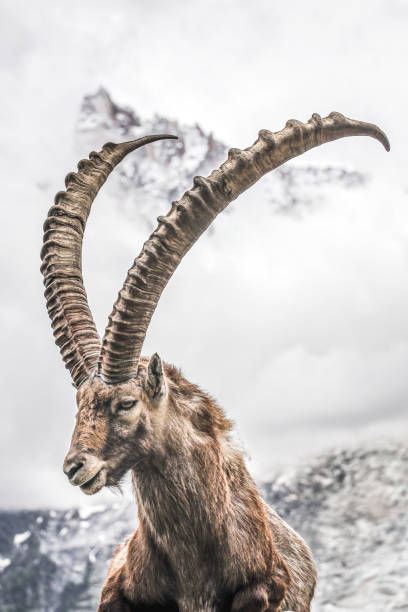 Bouquetin Of French Alps Stock Photo - Download Image Now - Alpine Ibex,  Animal, Animal Wildlife - iStock