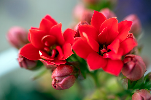 Kalanchoe, red, close-up macro photo.