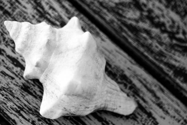 Seashell, close-up. sea and holiday related image.