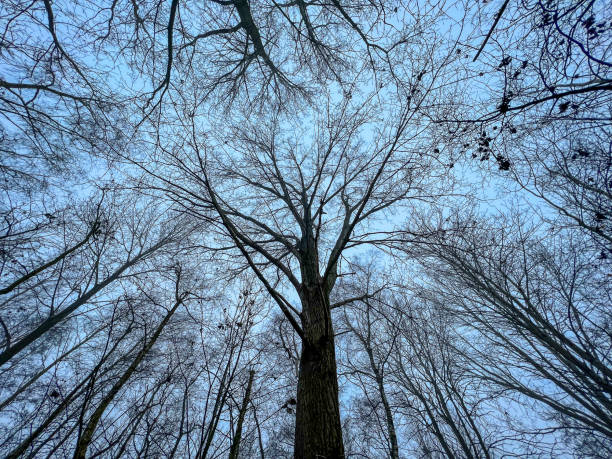istock A look into the leafless treetops in winter. 1367315953