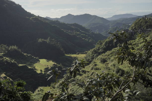 istock Rice Terraces of Ifugao 1367316344