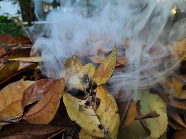 istock Smoke From Burnt Dry Leaves 1367316468