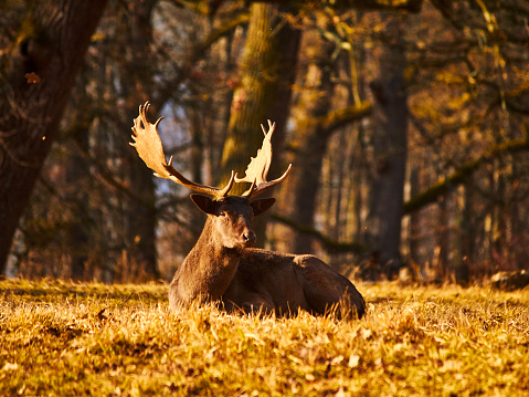 Fallow deer with mighty antlers lying in the sunny meadow