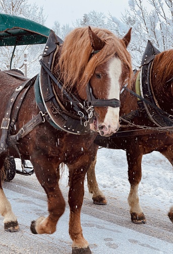 Draft horses in winter