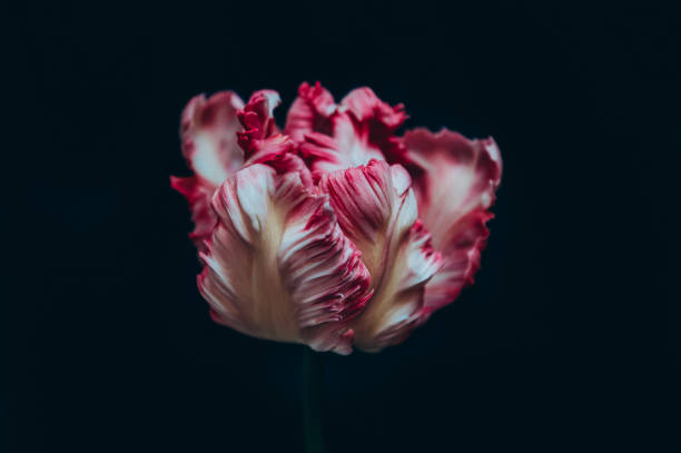 istock Head of Parrot Style Tulip 1367317427