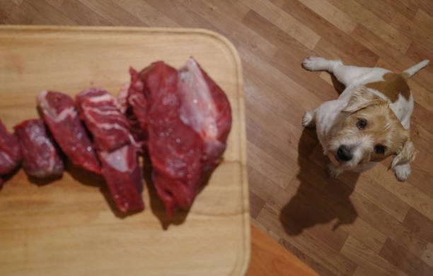 空腹の面白いふわふわの若い犬が座って、生肉を待っています。ユーモア。 - meat raw beef love ストックフォトと画像