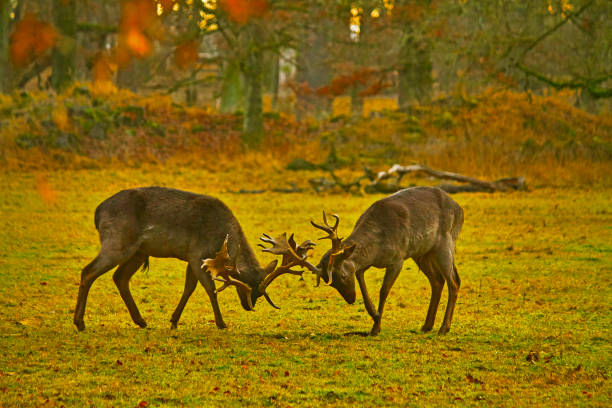 istock Two Fallow deers fighting in the sunny meadow 1367318318