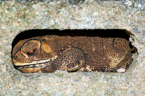 grown frog sleeps in a hole in a wall i thailand