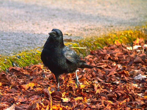 istock Crow standing inmidst leaves 1367318772