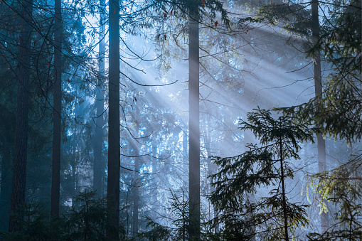 Beautiful foggy forest with sunbeams