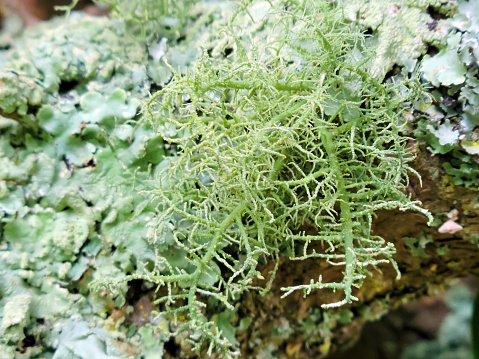 Close-up of lichens on a branch.