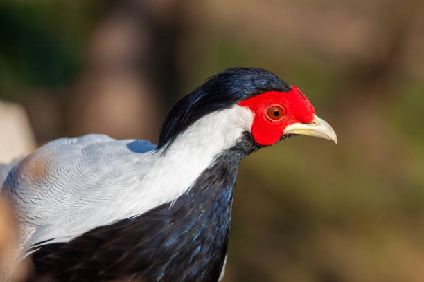 istock close-up of a splendid specimen of silver pheasant (Lophura nycthemera). 1367321953