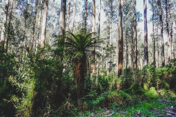 istock View into the rainforest in Australia. 1367323356