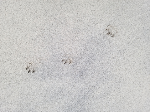 Dog paw prints on a beach in the Isles of Scilly.