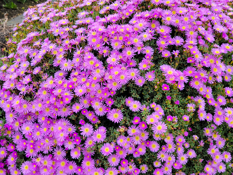 Chrysanthemums on a garden wall on St Mary's Island, isles of Scilly.