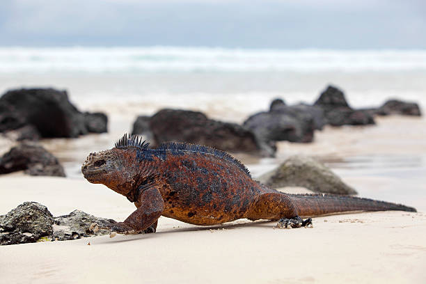 istock Galapagos marine Iguana 136732651