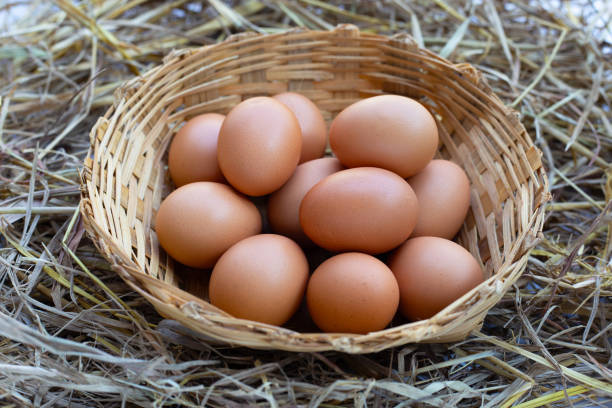 istock Fresh organic eggs in bamboo basket on straw nest 1367326845