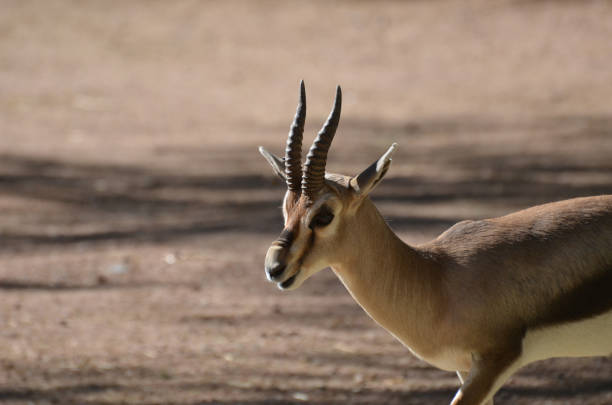 istock Sweet Young Gazelle with His Mouth Partially Open 1367328256