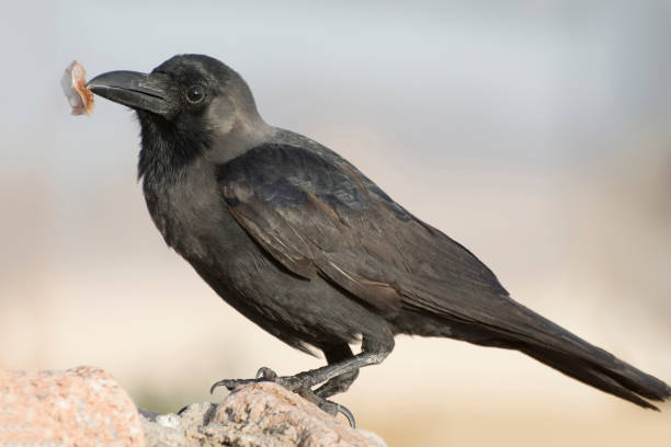 istock A raven bird is sitting on a stone and holding a bone in him beak. Side view. 1367330054