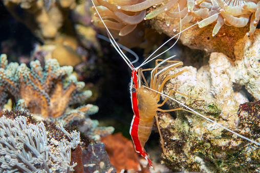 Cleaner shrimp -Lysmata amboinensis