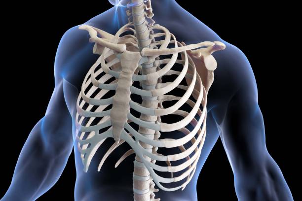грудная клетка 3d иллюстрация - human spine human bone human vertebra rib cage стоковые фото и изображения