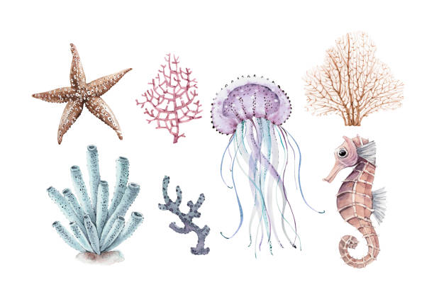 морские наборы кораллов и животных организмов, ручная роспись акварелью. - underwater animal sea horse fish stock illustrations