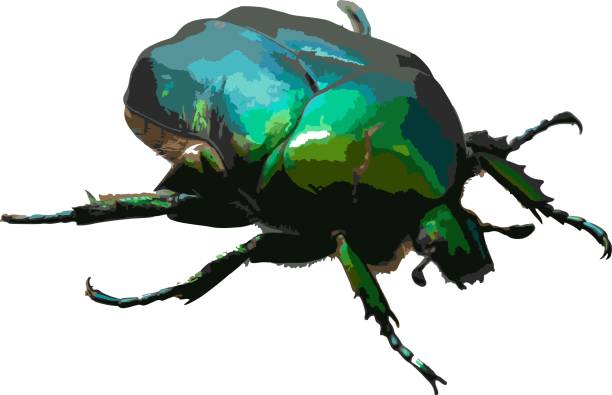Cetonia aurata called the green rose chafer is a beetle that has a metallic structurally coloured green and a distinct V-shaped scutellum. vector illustration Cetonia aurata called the green rose chafer is a beetle that has a metallic structurally coloured green and a distinct V-shaped scutellum. vector illustration. rose chafer cetonia aurata stock illustrations