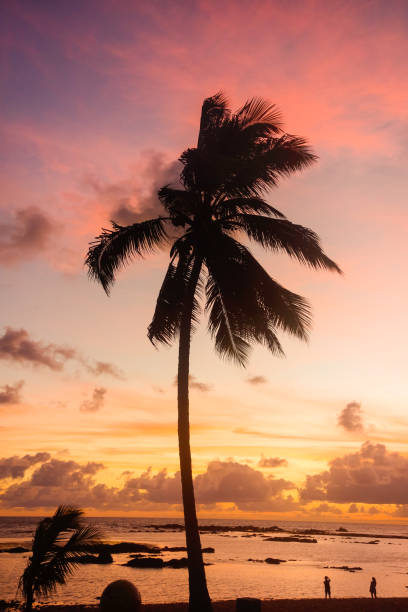 istock Silhouette of palm tree In The Tropical Beach At colored Sunset 1367333193
