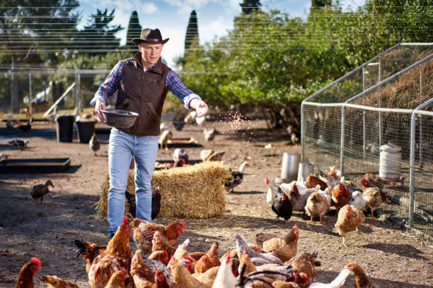 istock Farmer feeding chikens in a hen house 1367333809