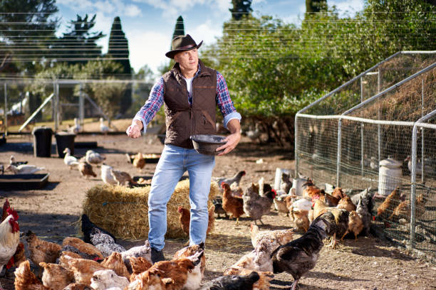 istock Farmer feeding chikens in a hen house 1367333821