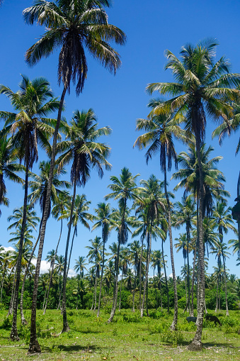 forest of coconut palm trees under blue sky, low angle view.