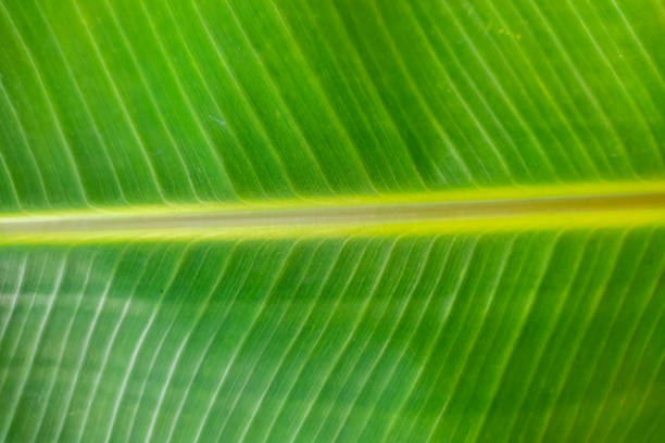 Surface texture of green banana leaves from a plantation in Sumedang, West Java, Indonesia