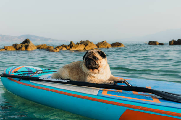 Cute dog - pug breed enjoying the dramatic sunset sailing by SUP paddle board on Zakynthos island on Ionian Sea, with view of Kefalonia island on the background