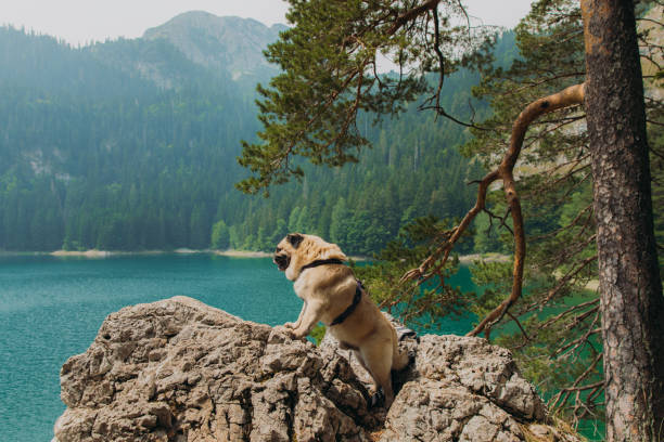 istock Little explorer enjoying perfect summer day by the lake 1367337837