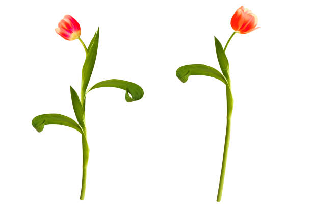 Greeting card. spring flowers tulips isolated on white background. floral collection.