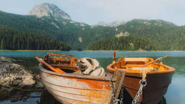 Photo of Cute dog sitting in the boat at Black Lake with mountain view during sunrise in Montenegro