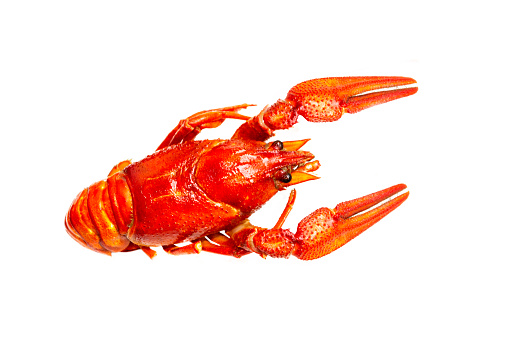 Top view of one single crayfish isolated on white background. Selective focus on object.