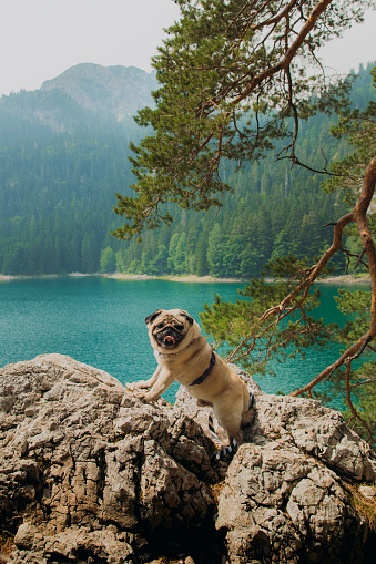 Cute dog - pug breed hiking around the picturesque Black Lake with view of the mountains and pine forest in the Durmitor National park, Montenegro