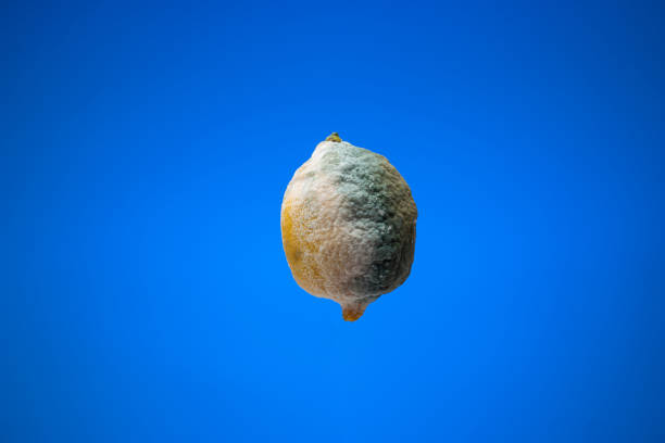 istock Spoiled lemon with green mold. Close up studio shot, isolated on blue background 1367339918