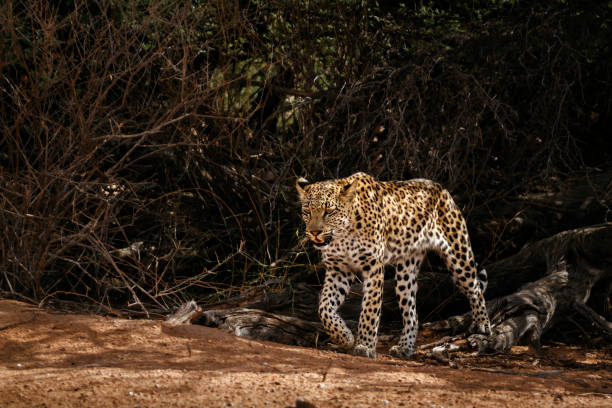 istock Leopard in Kgalagadi transfrontier park, South Africa 1367339973