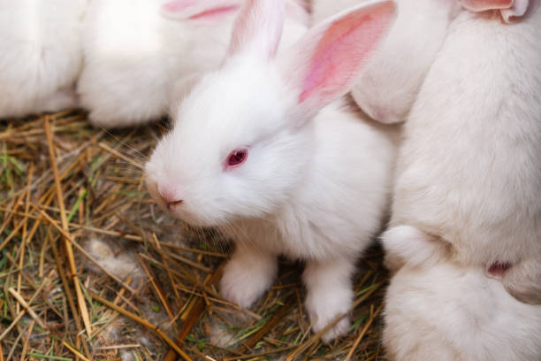 istock Rabbits of the White Giant breed. 1367339991