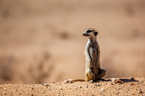 Meerkats ( Suricata suricatta) emerging from their home, southern Namibia, Africa