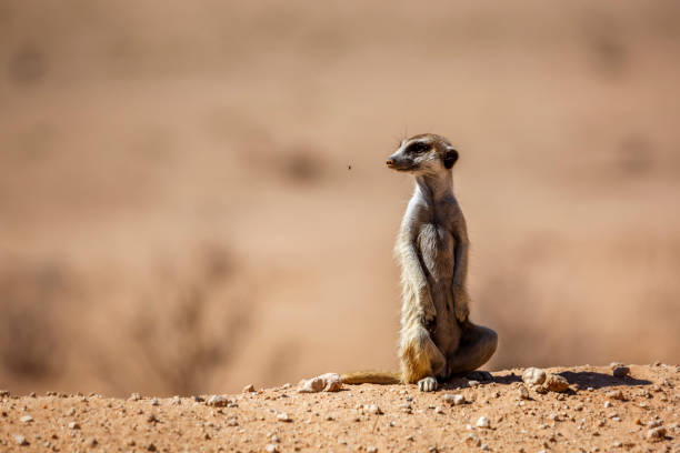 Meerkat in Kgalagadi transfrontier park, South Africa Meerkat in alert isolated in natural background in Kgalagadi transfrontier park, South Africa; specie Suricata suricatta family of Herpestidae kgalagadi transfrontier park stock pictures, royalty-free photos & images